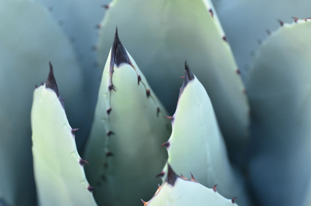 AGAVE AMERICANA MARGINATA VASO 24