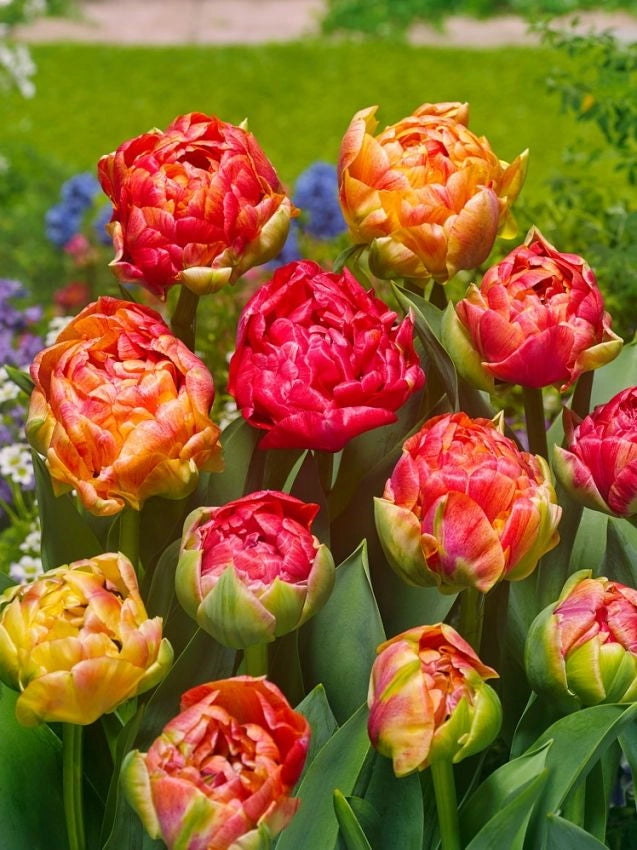 8 bulbi di TULIP.DOPPI TARDIVI SEL. MIX 11/12