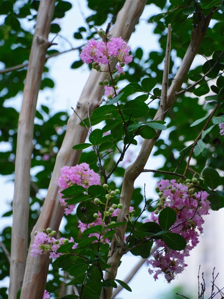 LAGERSTROEMIA INDICA CESP.30 DYNAMITE