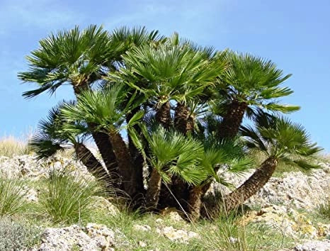 Chamaerops humilis, palma nana, Palma di San Pietro foto reali