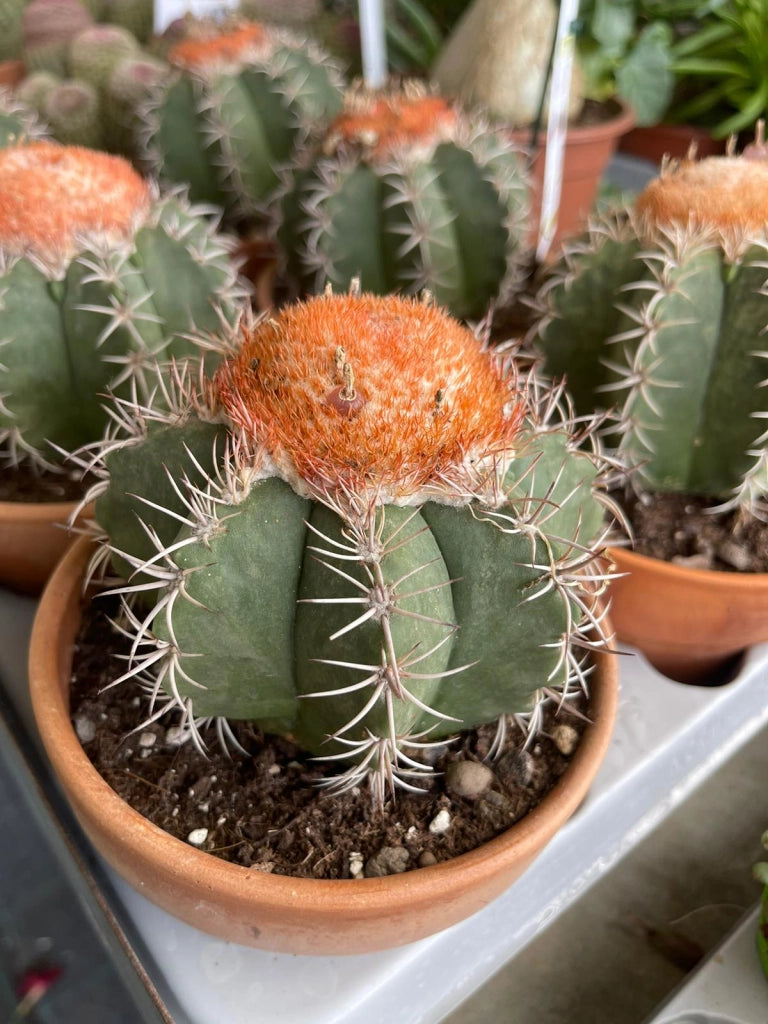 Melocactus matanzanus - Pianta Grassa Vaso 8 Foto Reali