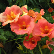 Pianta di BIGNONIA GRANDIFLORA rampicante FIORE ARANCIO vaso18 FOTO REALE