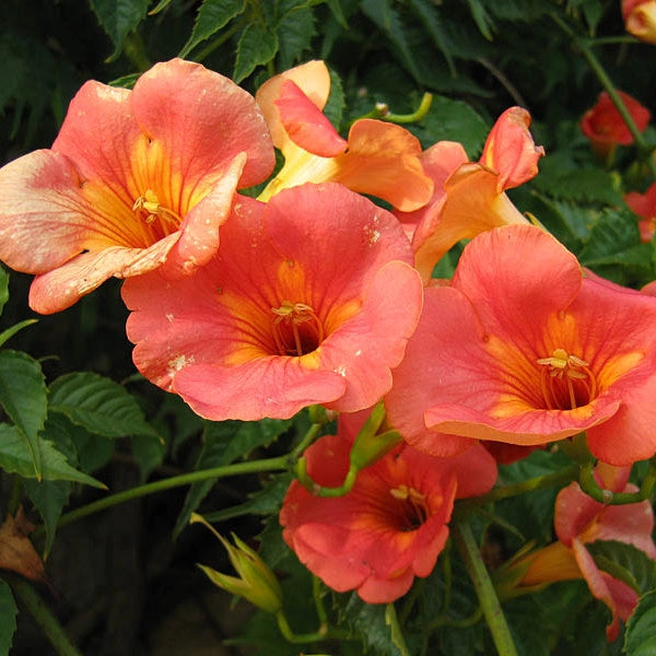 Pianta di BIGNONIA GRANDIFLORA rampicante FIORE ARANCIO vaso18 FOTO REALE