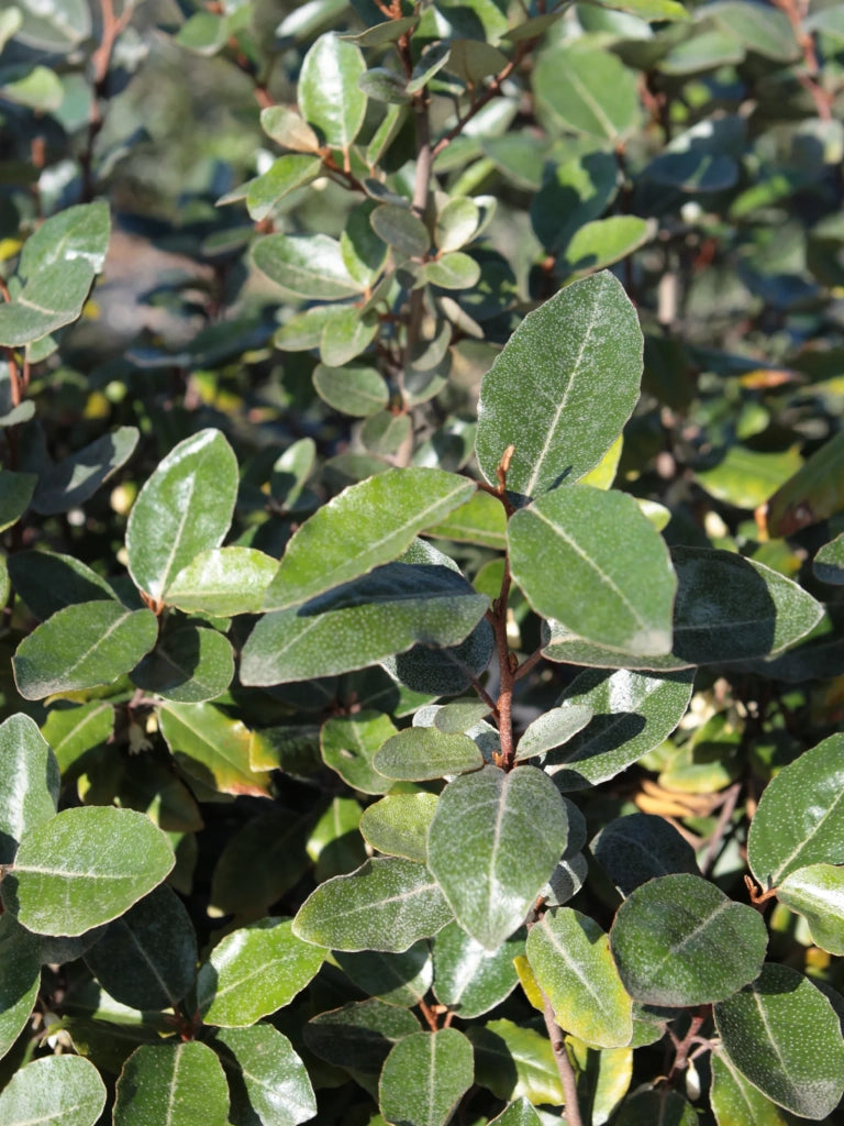 ELEAGNUS EBBINGEI COMPACTA CESP.24