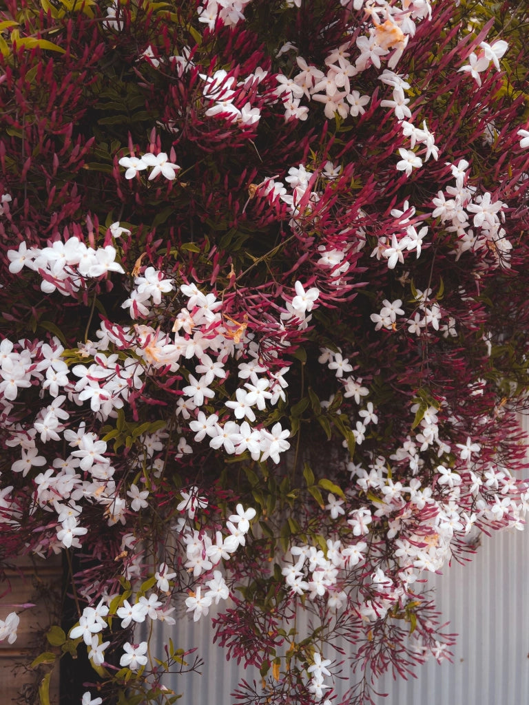 JASMINUM POLYANTHUM VASO 19 H.150
