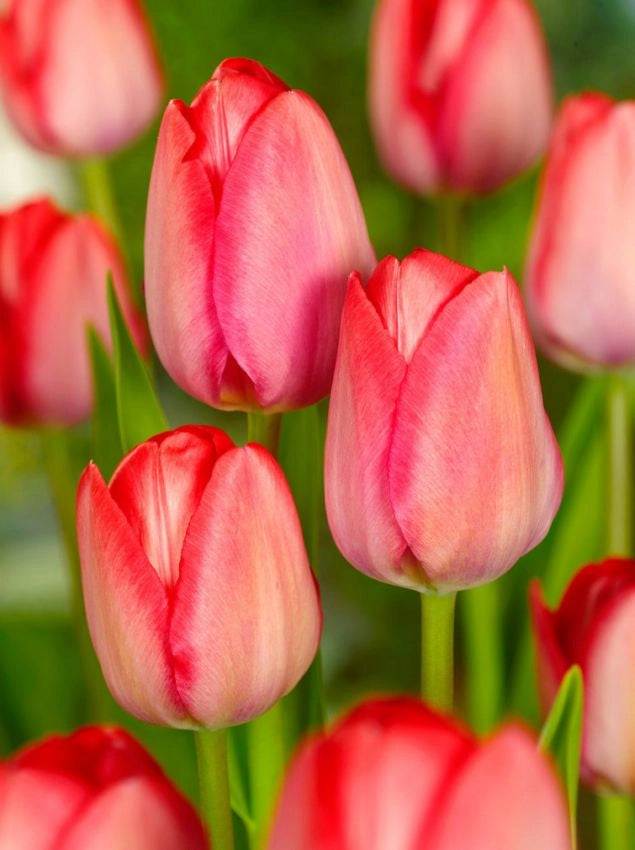 8 bulbi di TULIPANI VAN EYK 12+