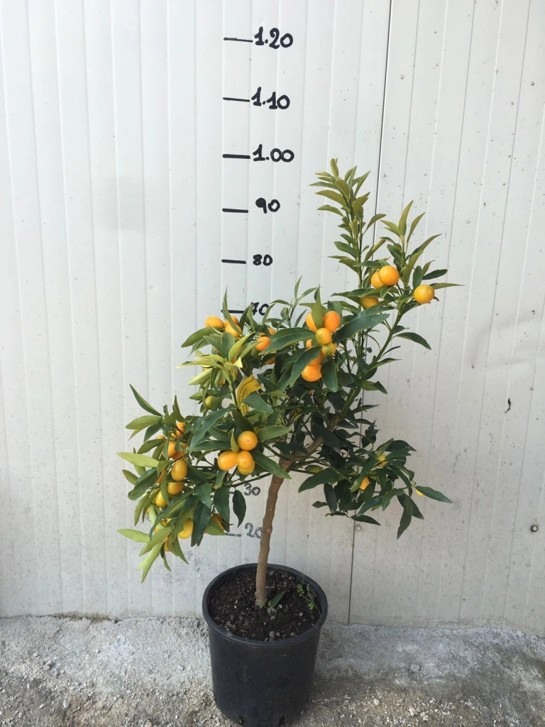 Pianta di Mandarino cinese, Fortunella, Kumquat in vaso foto reali