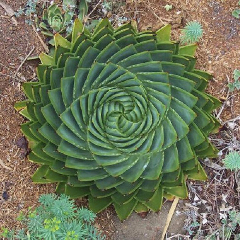 Aloe polyphylla in vaso 20 cm, aloe spirale ornamentale di grande pregio