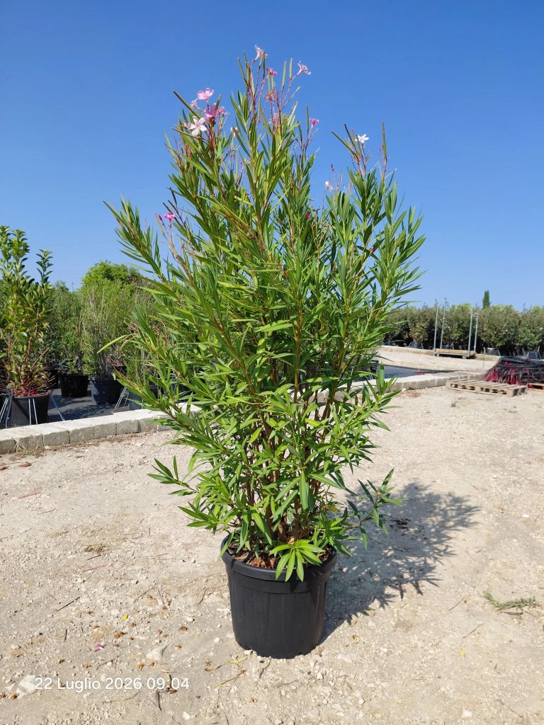 NERIUM OLEANDER (OLEANDRO) ROSA MAGALY VASO 50 H.140/160
