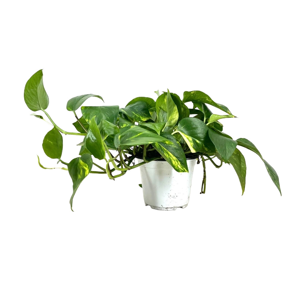 Pianta di POTHOS rampicante/pendente foglie GIGANTI Potus in vaso 14cm AMDGarden