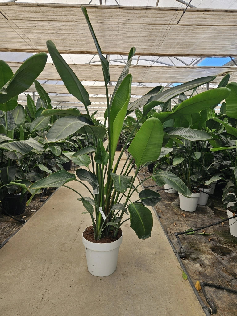 STRELITZIA NICOLAI (STERLIZIA GIGANTE) VASO 50 H.180/200 CON VASO BIANCO CLASSIC