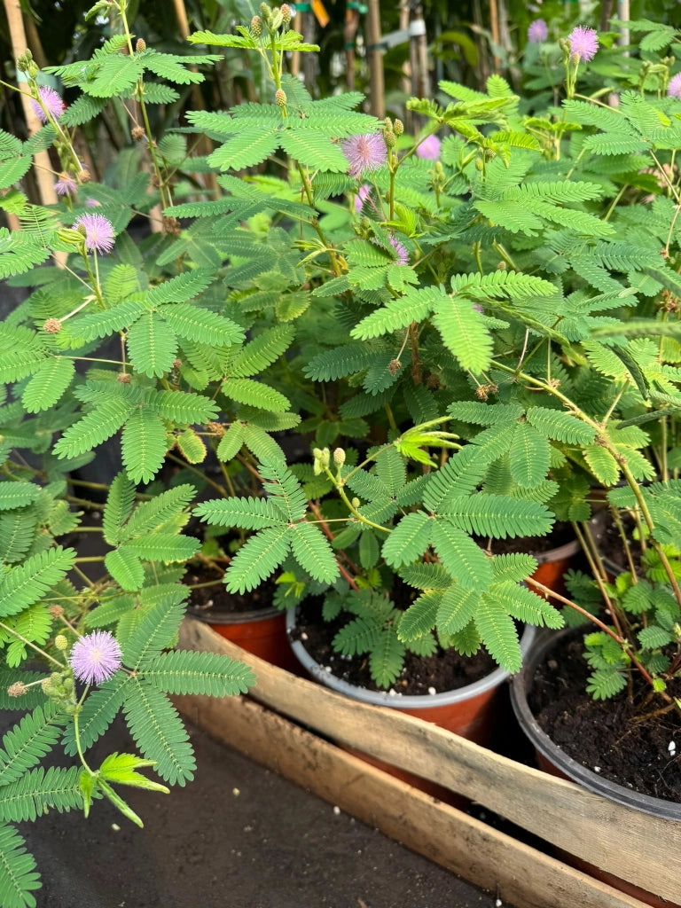 Mimosa Pudica Sensitiva - vaso 17 cm H40 cm