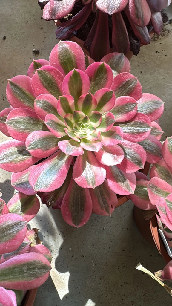Pianta Aeonium Pink Witch, foto reali, pianta grassa succulenta