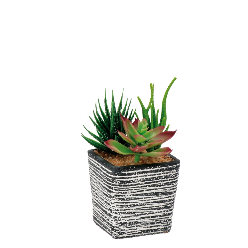 VASO CON PIANTE GRASSE 8X8XH14CM IN 4 COLORI