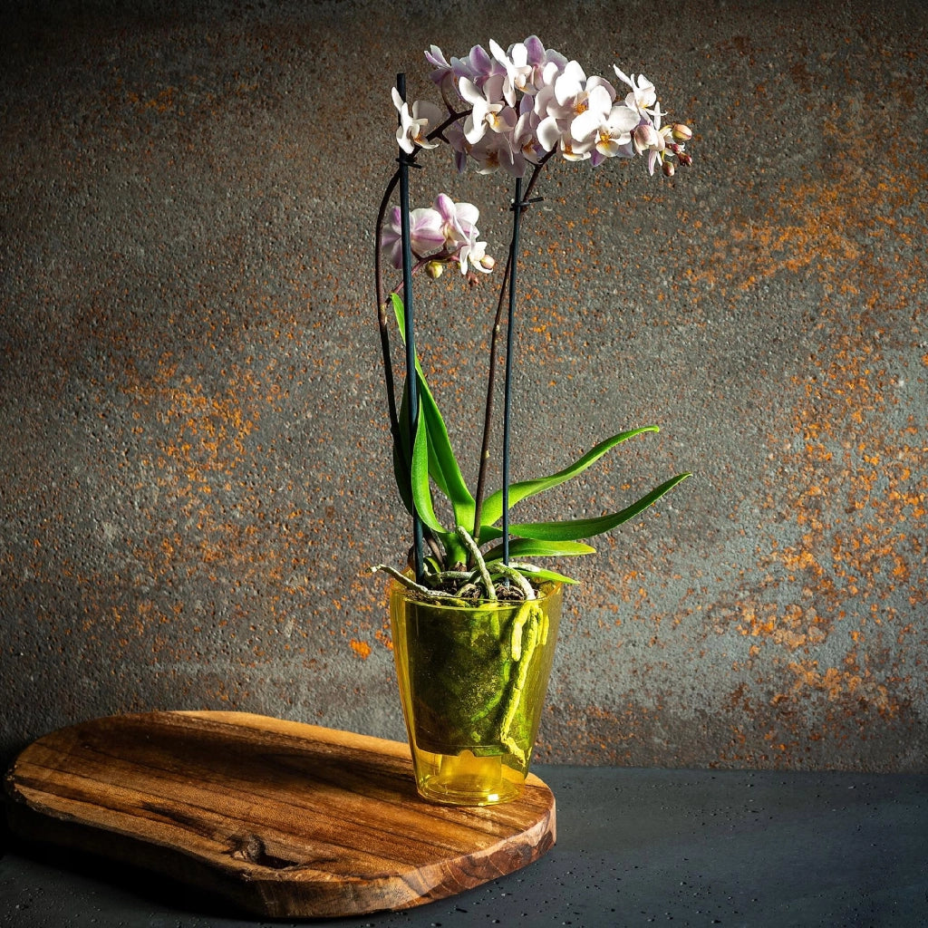 Vaso da fiori KADAX per orchidee, in plastica, giallo, tinta unita, 12 cm