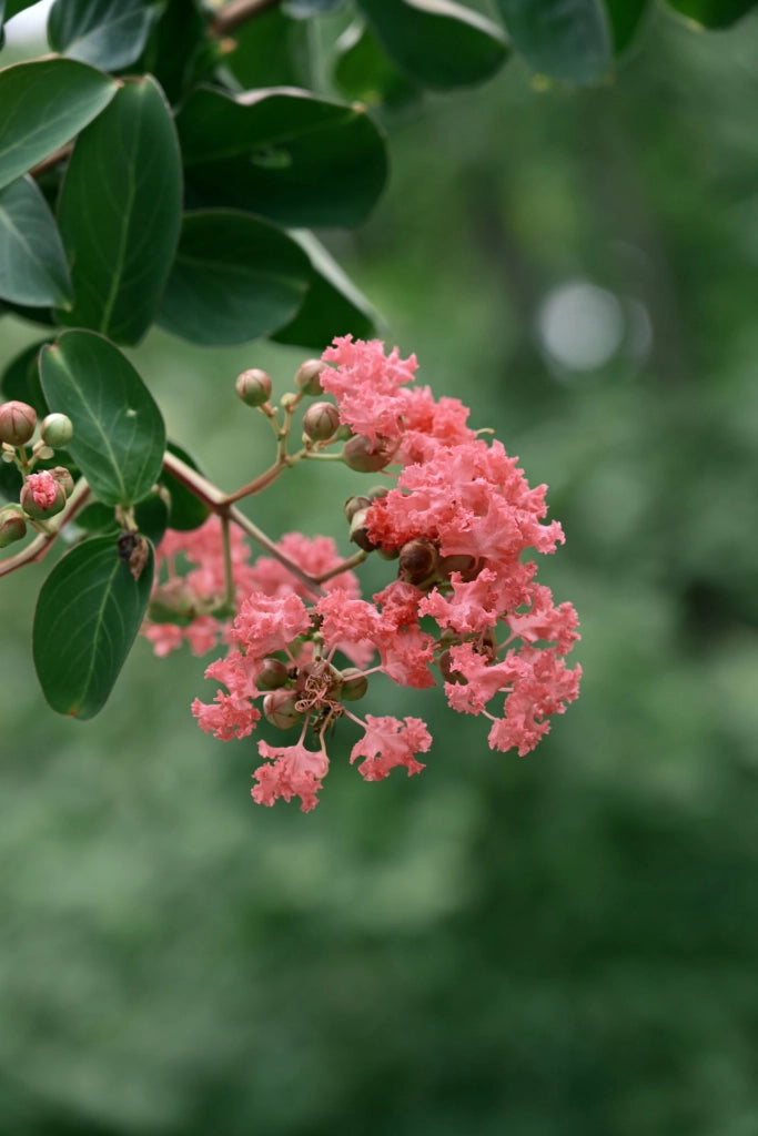 LAGERSTROEMIA INDICA CESP.30 DYNAMITE