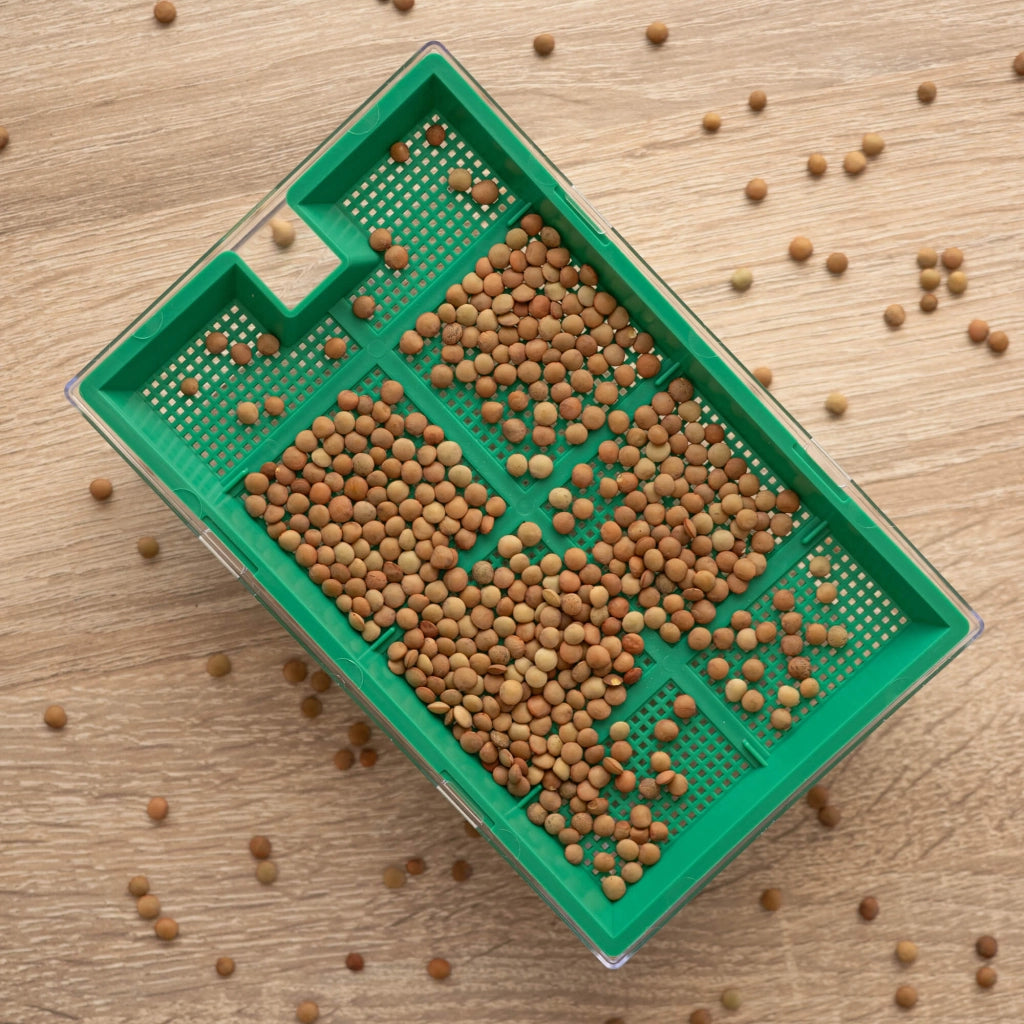 Macchina per la germinazione di semi KADAX, coltivazione di crescione, contenitore per la germinazione di semi