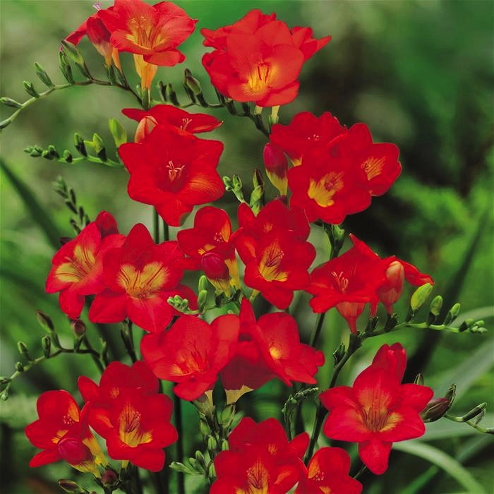 10 bulbi di FREESIA SEMPLICE ROSSA 5/6