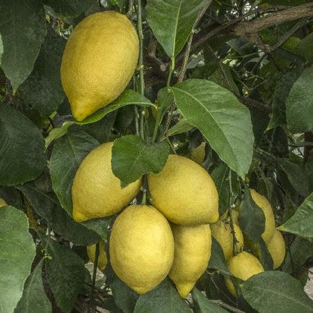 Citrus Limon 90–100 cm – Albero di Limone Produttivo per Giardini e Terrazzi