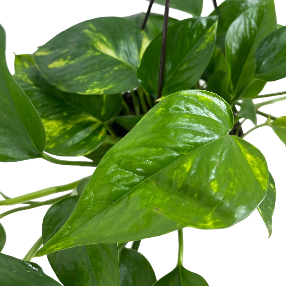 Pianta di POTHOS rampicante/pendente foglie GIGANTI Potus in vaso 14cm AMDGarden