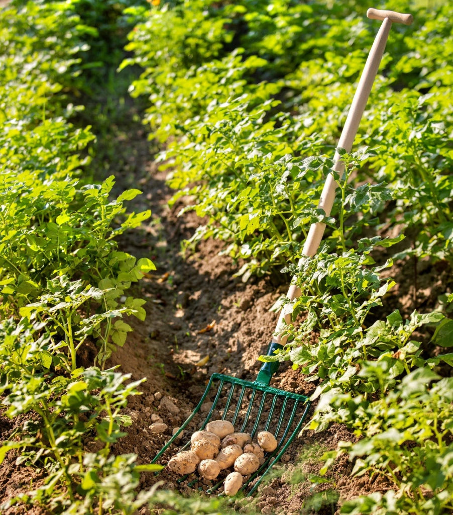 Forca a 10 denti KADAX per patate e barbabietole, in metallo, robusta, larga, 138 cm