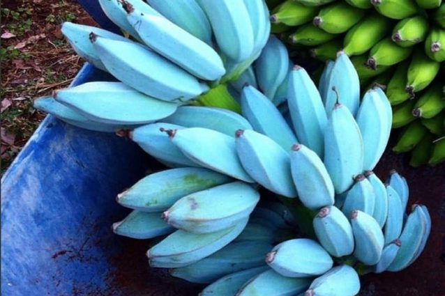 Pianta di BANANO BLUE JAVA 'Musa Acuminata', BANANO BLU in vaso h. 100 cm