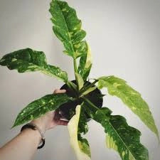 Philodendron Ring Of Fire pianta rara d'appartamento foto reali vaso 12 H 40cm