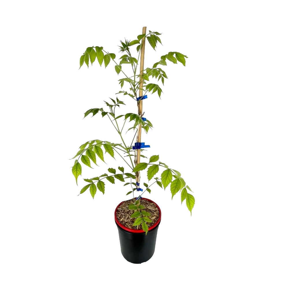 Pianta di BIGNONIA GRANDIFLORA rampicante FIORE ARANCIO vaso18 FOTO REALE