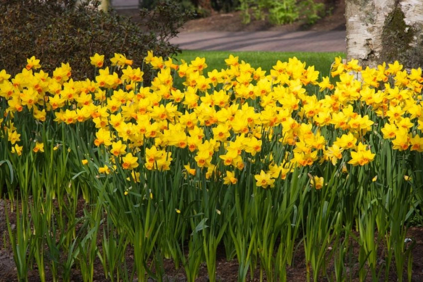 8 bulbi di NARCISI JETFIRE 10/11