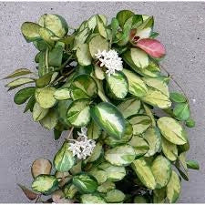 Hoya australis Lisa fiore di cera foto reale vaso 12cm pianta grassa
