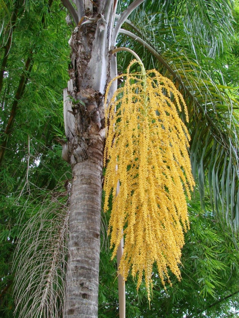 Cocos Plumosa  H 2,50 MT