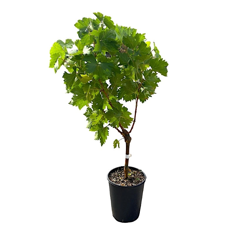 Pianta di UVA VITE innestata FLAME SEEDLESS Rossa APIRENA senza semi in vaso 16 cm AMDGarden