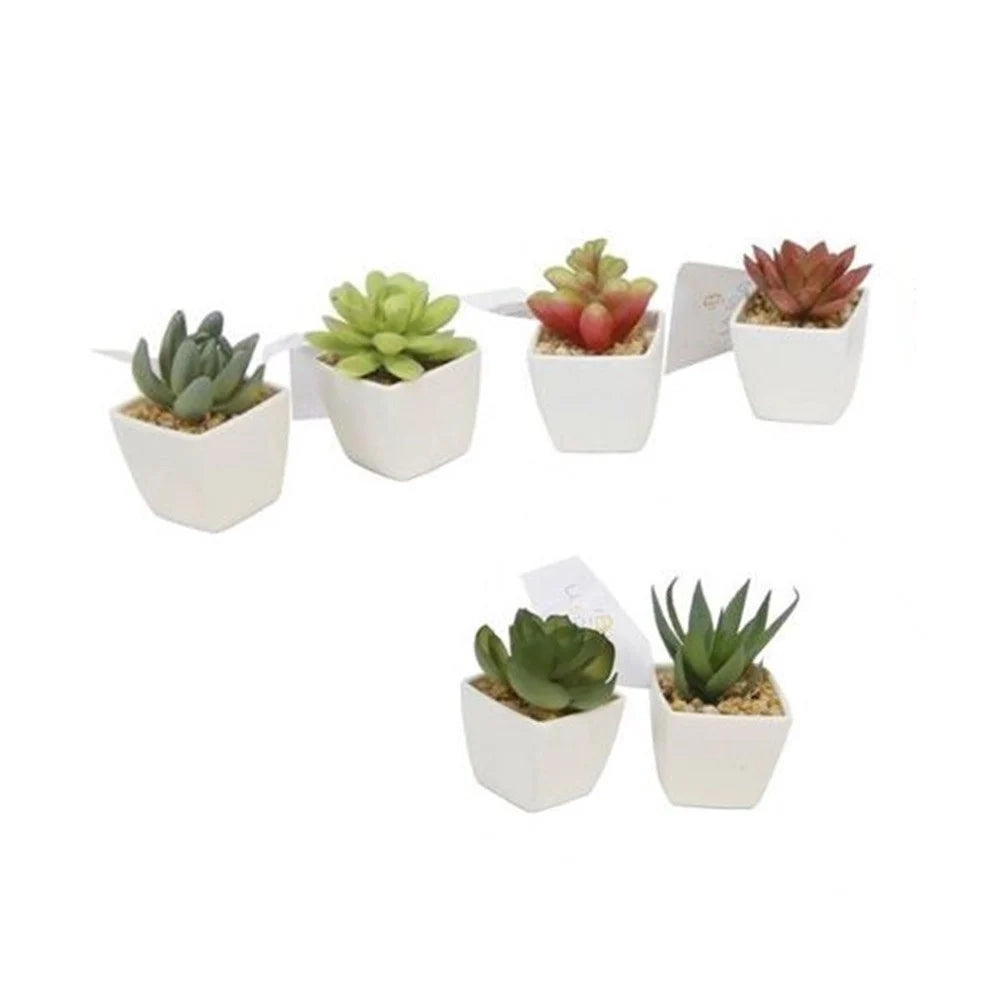 Trade Shop - Set 12pz Mini Pianta Grassa Artificiale Con Vaso In Porcellana Bianco 5x5x8cm 210921 -