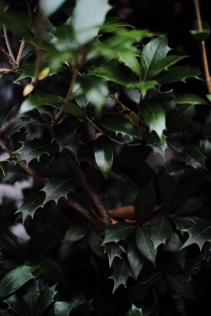 OSMANTHUS AQUIFOLIUM CESP.30