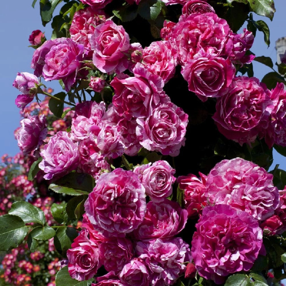 Pianta ROSA BREVETTATA INES SASTRE® RAMPICANTE bianca rosa MEILLAND vera PROFUMO