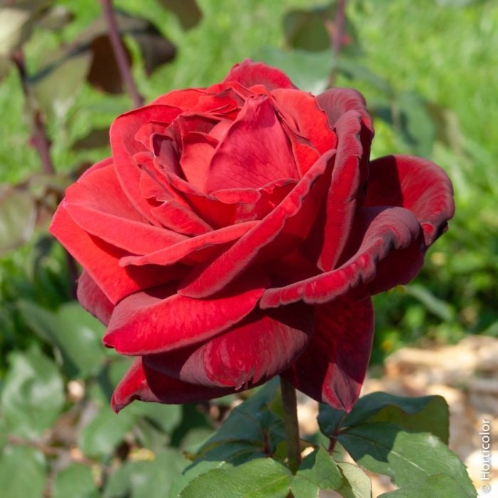 Gardenaria Rosa 'Mr Lincoln' - Rosa da giardino Altezza: 40/50 cm (vaso20)