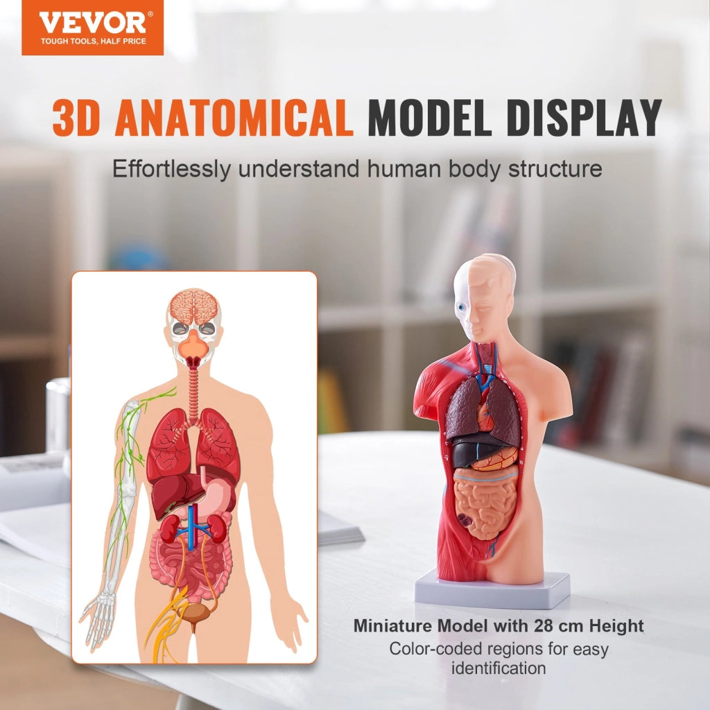 Modello Anatomico Torso Umano 28 cm 15 Pezzi LD-203 in PVC con Organi Rimovibili per Didattica