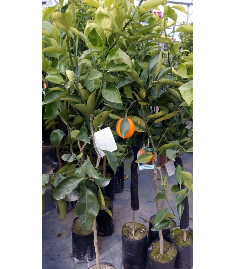 PIANTA DI MANDARINO SATSUMA MIYAGAWA IN VASO 24  Foto Reali