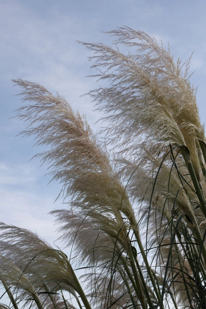 CORTADERIA SELLOANA BIANCA (Gynerium) VASO 55