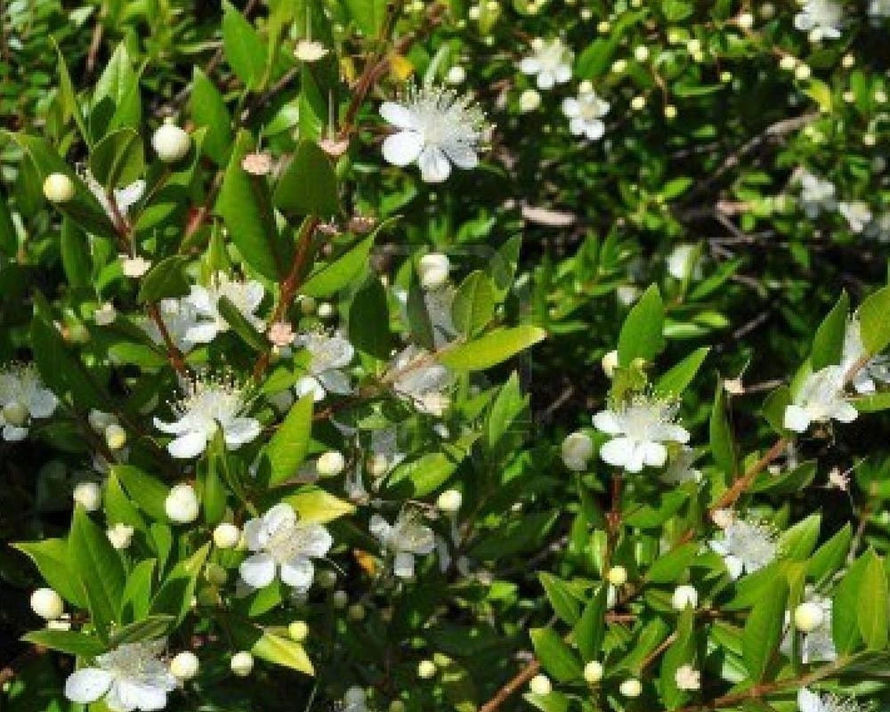 Mirto (Myrtus Communis) vaso 18cm