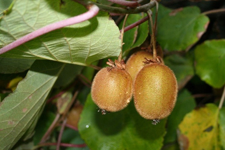 Kiwi Actinidia chinensis autofertile H 160cm