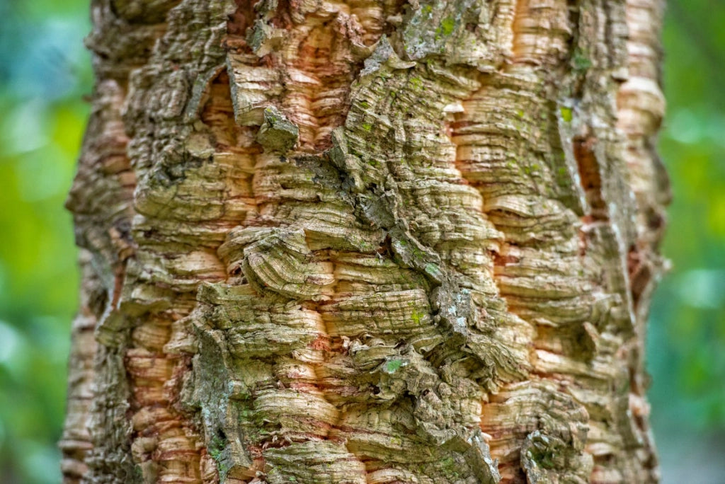 QUERCUS SUBER CESP.45 DUE TRONCHI