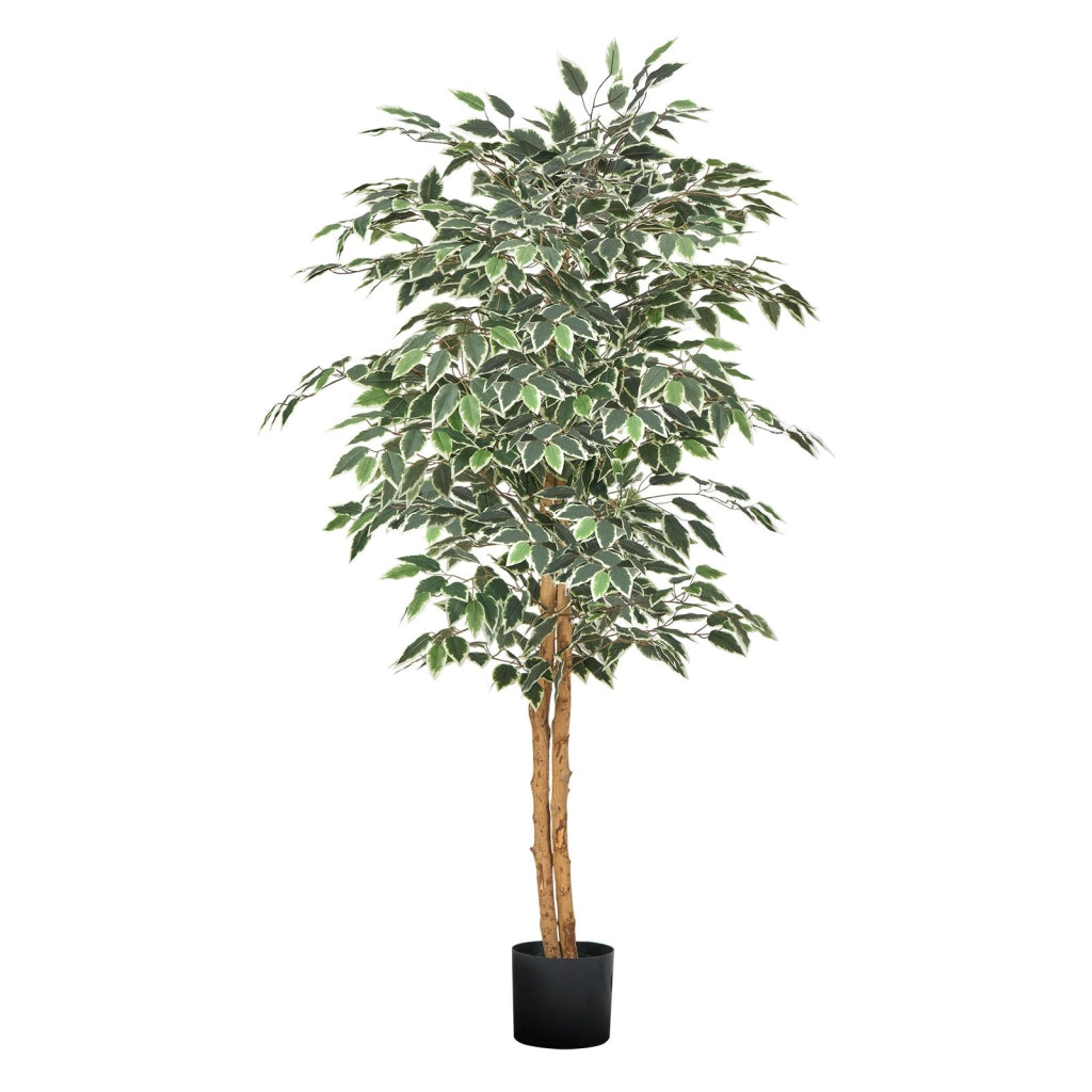 Albero di ficus artificiale 150 cm con tronco in legno e vaso nero pianta finta per casa e interni