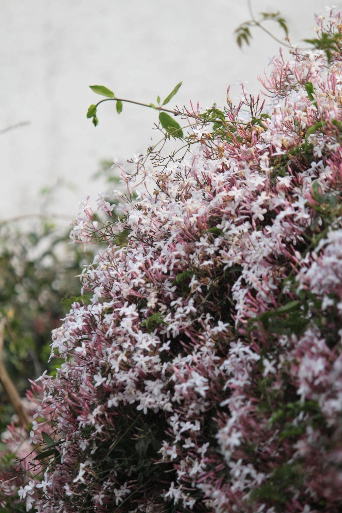 JASMINUM POLYANTHUM VASO 19 H.150