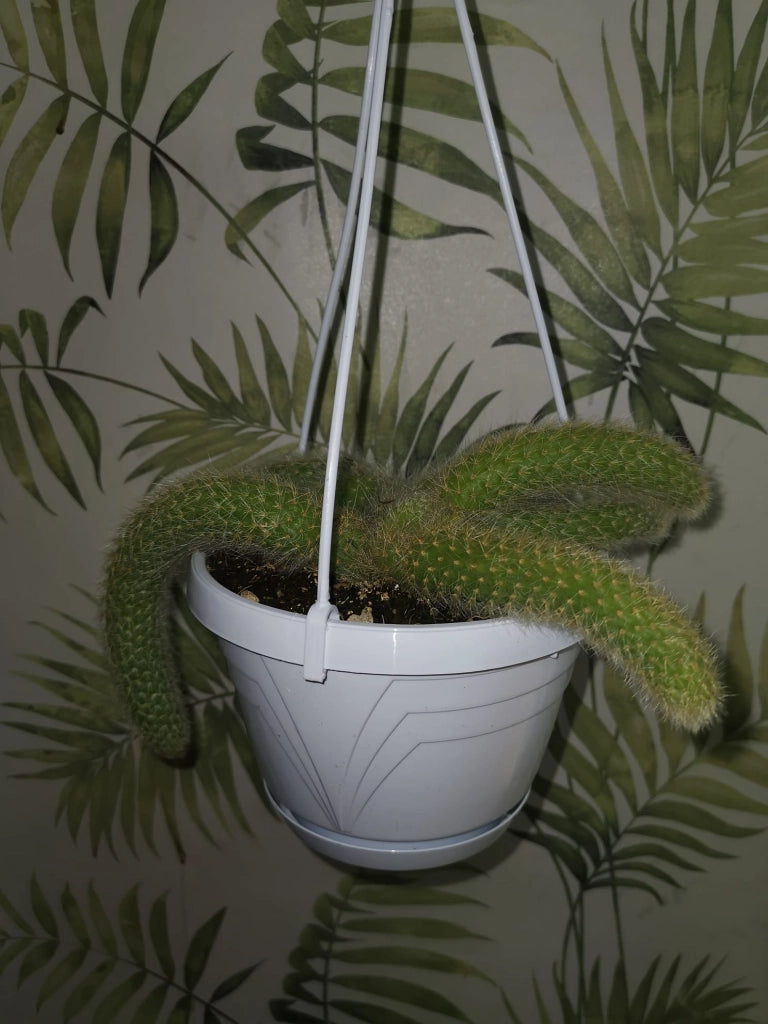 Pianta Cactus Coda di Scimmia 'Hildewintera Colademononis' Bolivia Foto Reali