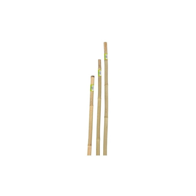 CANNA IN BAMBOO D.22-24 H.150- 1,0 pz