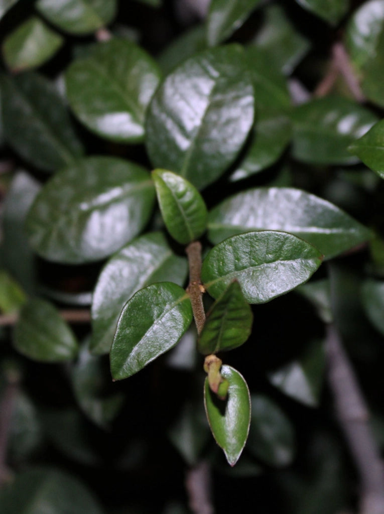 LIGUSTRUM JAPONICUM CESP.40
