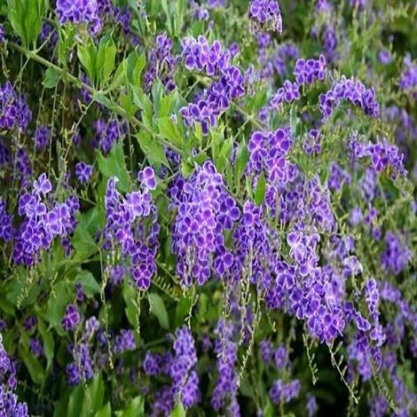 Pianta Duranta repens vaso 20 cm foto reali