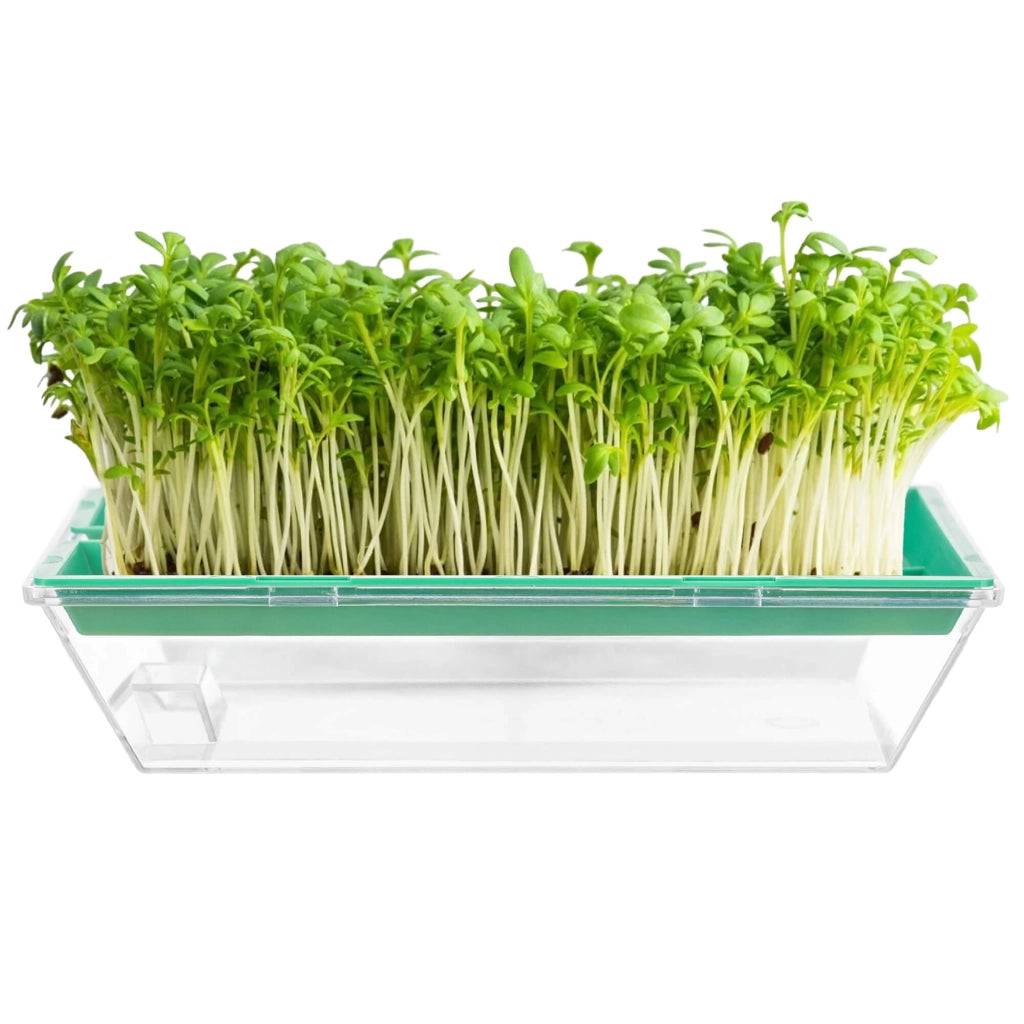 Macchina per la germinazione di semi KADAX, coltivazione di crescione, contenitore per la germinazione di semi