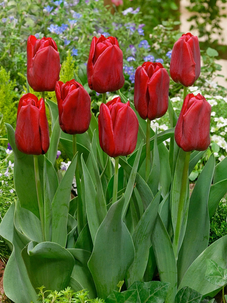 8 bulbi di TULIPANI SEADOV 11/12